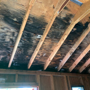 attic mold