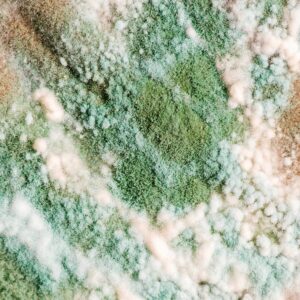 green mold