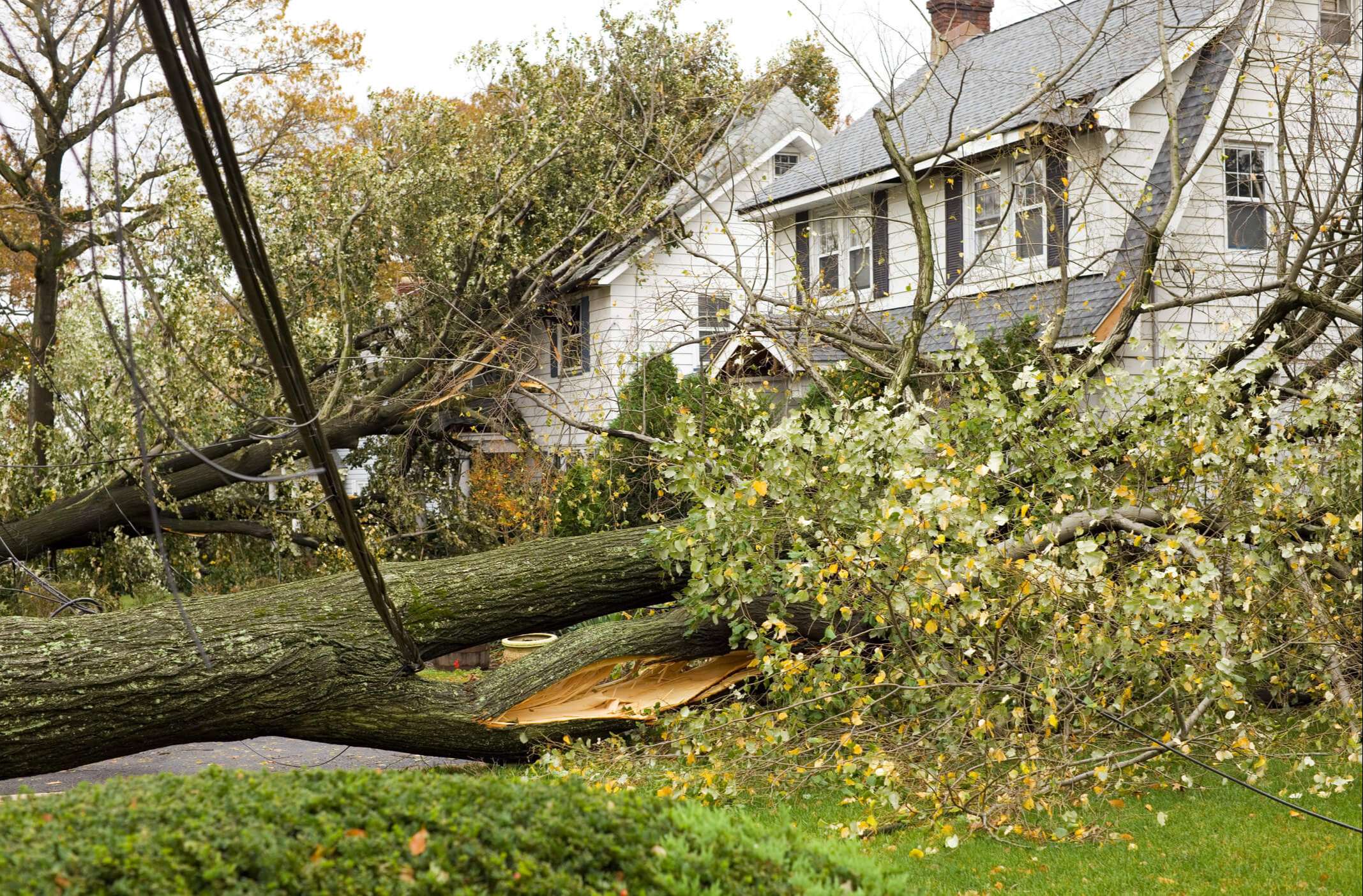 fallen tree in yard