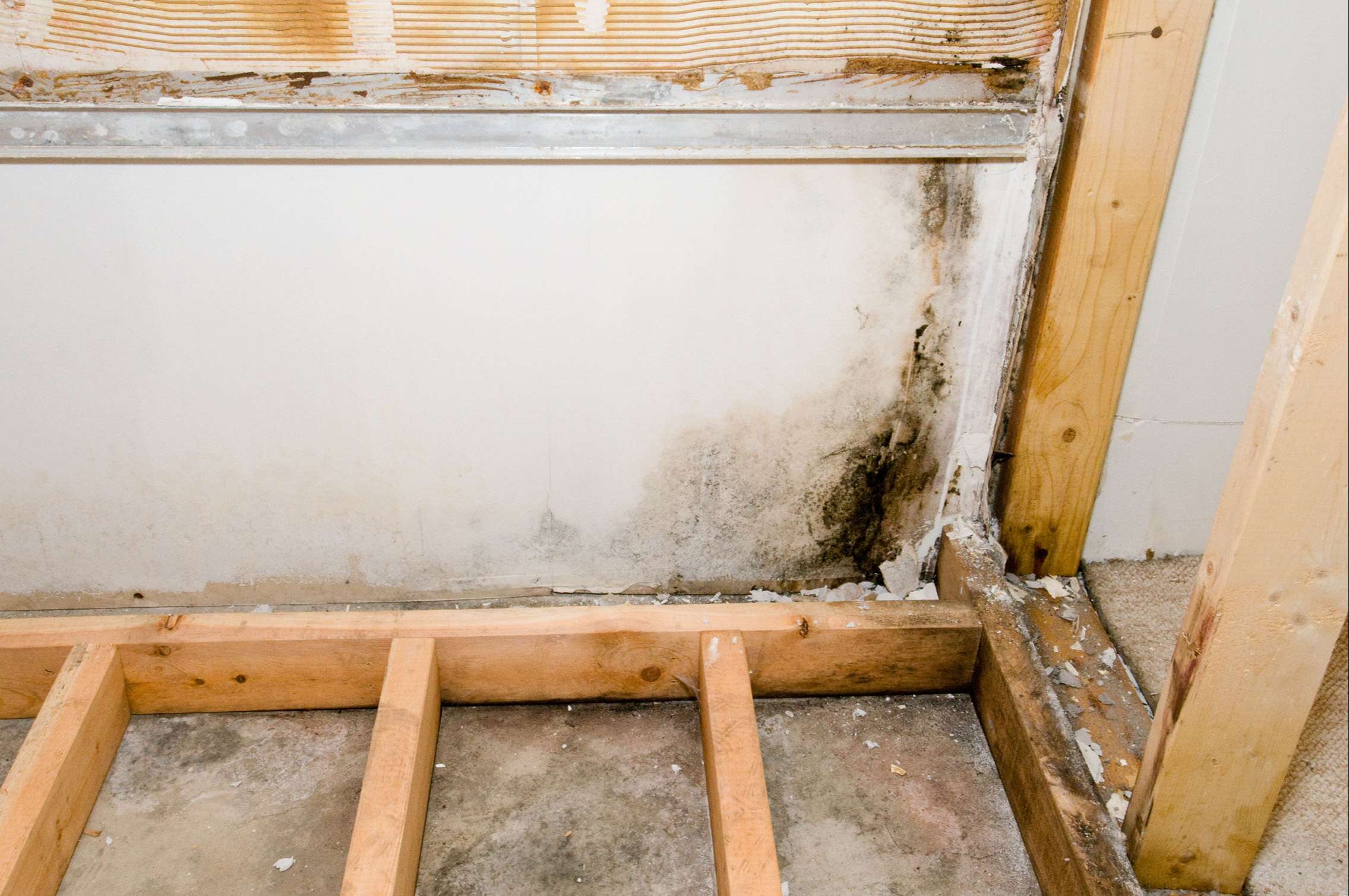 Mold remediation, mold abatement, mold restoration services for your home  or business