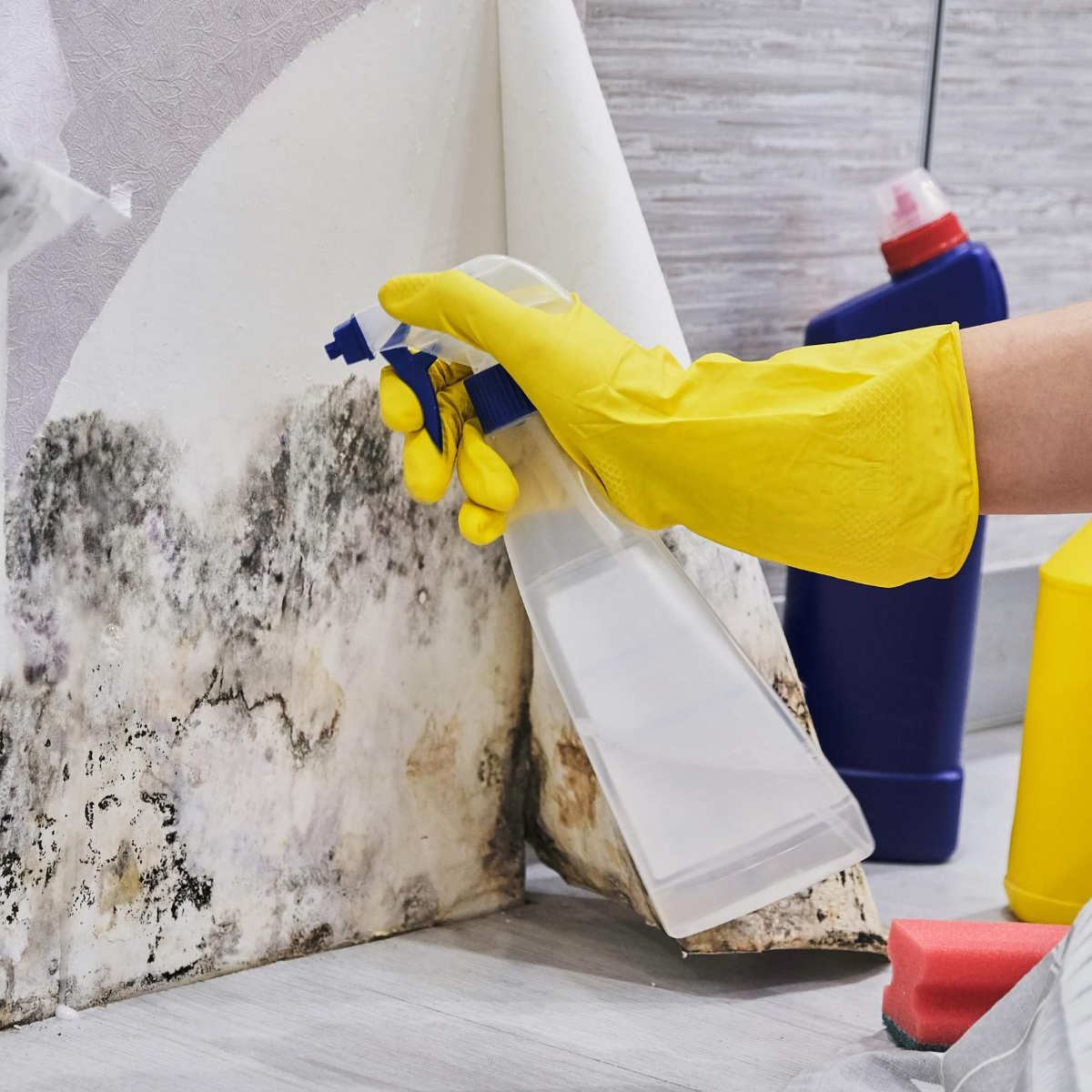 How to Remove Mold Safely Reynolds Restoration Services