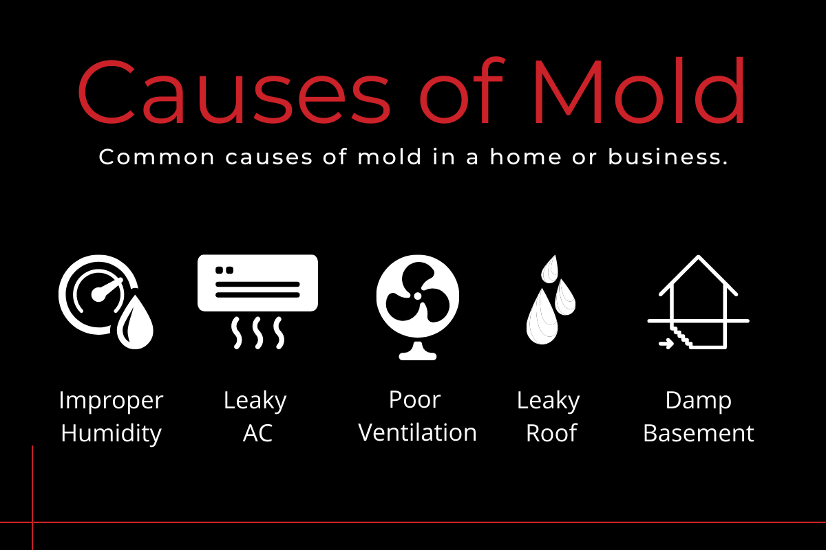 10 Common Causes of Mold in Homes