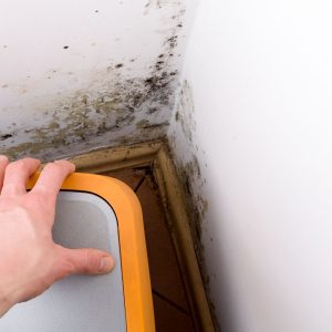 basement mold