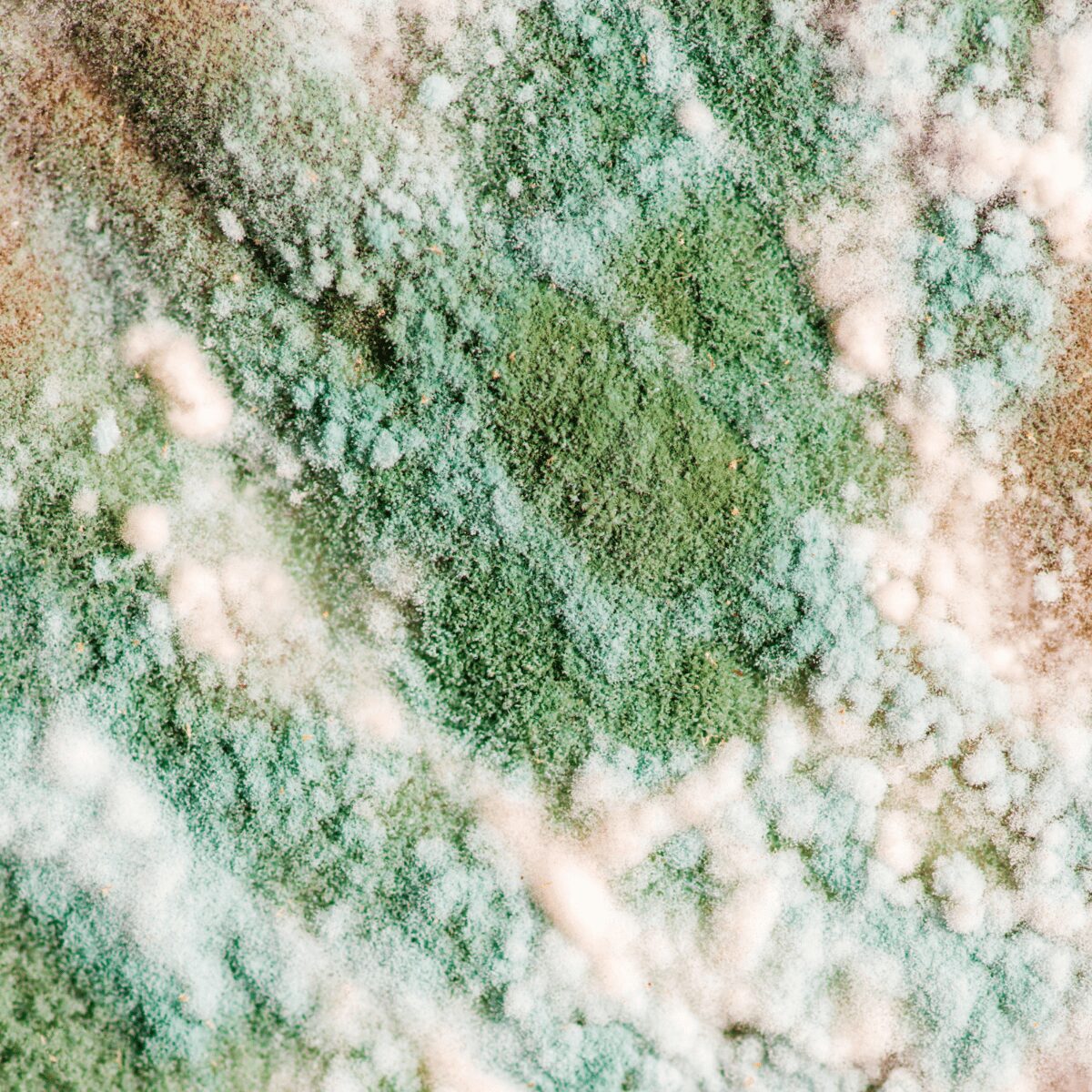 green mold